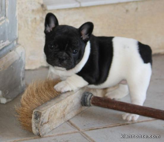 Je donne chiot bouledogue français femelle