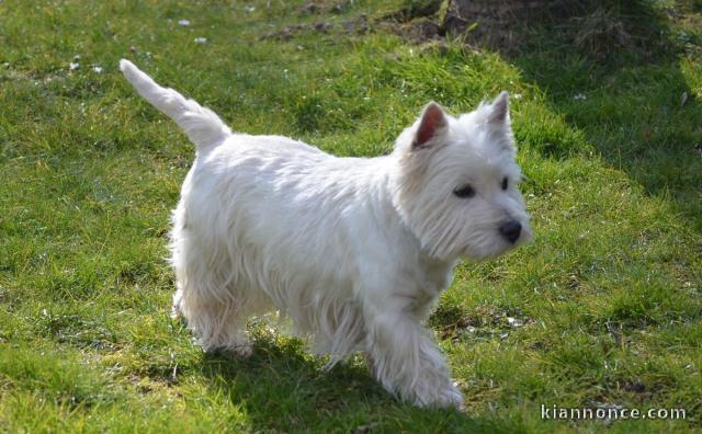 chiot Westie lof a donner