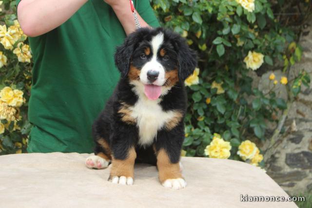 Je donnes chiot bouvier bernois femelle