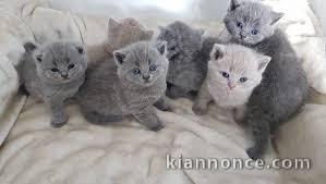 Chatons British shorthair loof disponible  de suite