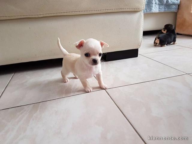 Chiot Type Chihuahua femelle à donner