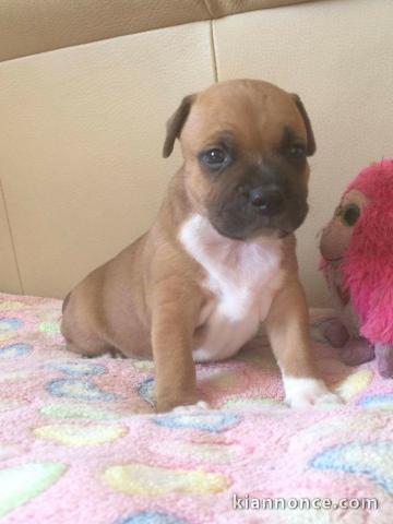 Chiot staffordshire bull terrier à donner