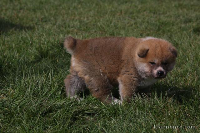 Chiot Akita femelle à donner