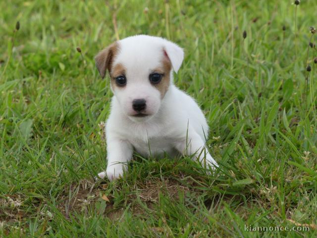 Chiot type Jack Russel à donner