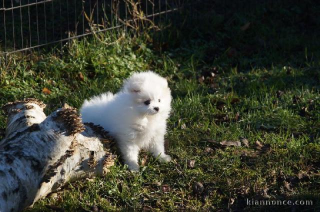 A Donner Spitz allemand LOF femelle blanche