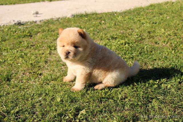 Splendide Chiot Chow Chow à donner