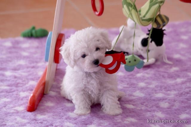 A donner femelle Bébé type bichon frisé