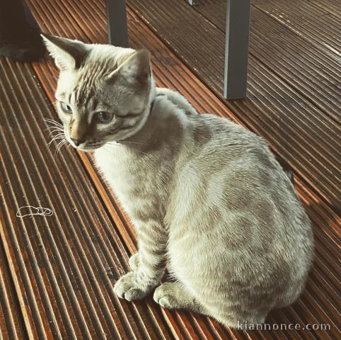 Chat a l’adoption Bengal snow seal  lynx tabby spotted