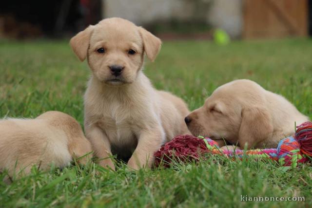 Chiots Labrador a donner 