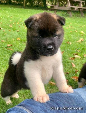 chiot Akita Américain lof a donner