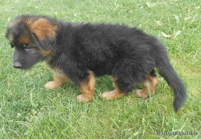 chiots Berger allemand LOF a donner