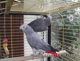  perroquets Gris du gabon a donner