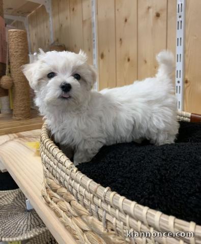 Adorable Bichon Maltai à donner