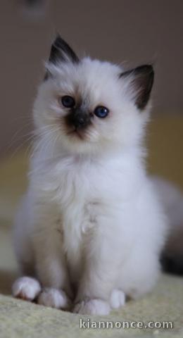 A Donner petit chaton type sacré de Birmanie