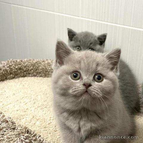 Deux chatons Bristish Shorthair a donner