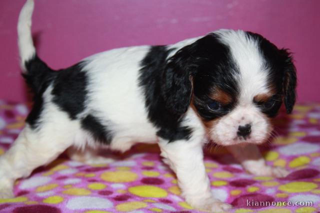 Je donne chiot cavalier king charles femelle 