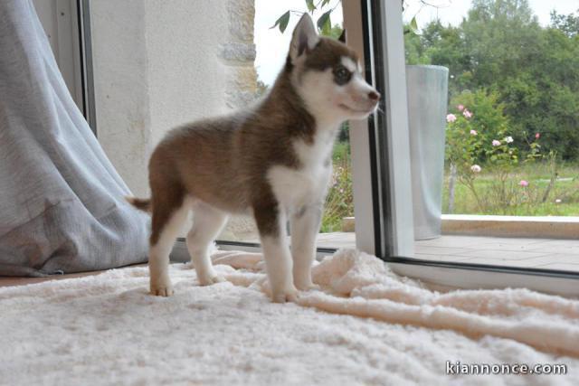 Chiot husky de sibériens a donner