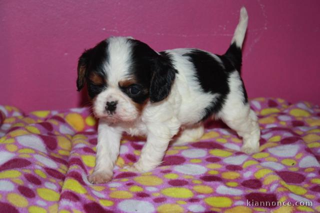 Je donne chiot cavalier king charles femelle