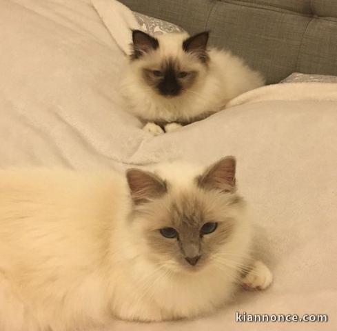 Chaton sacré de Birmanie mâle et femelle a donner