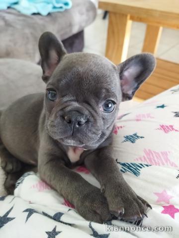 Adorable Chiots type bouledogue francais