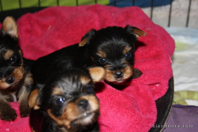 Chiot Yorkshire Terrier 