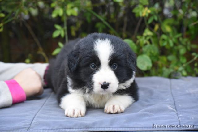 chiots border collie adorable