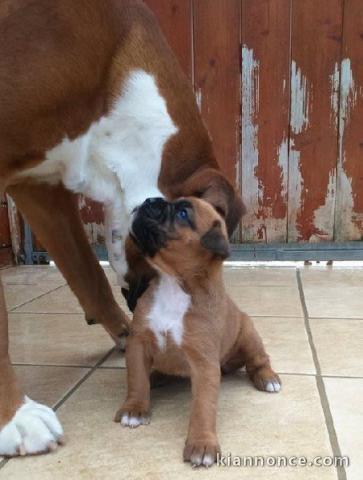 Chiot boxer femelle et mâle