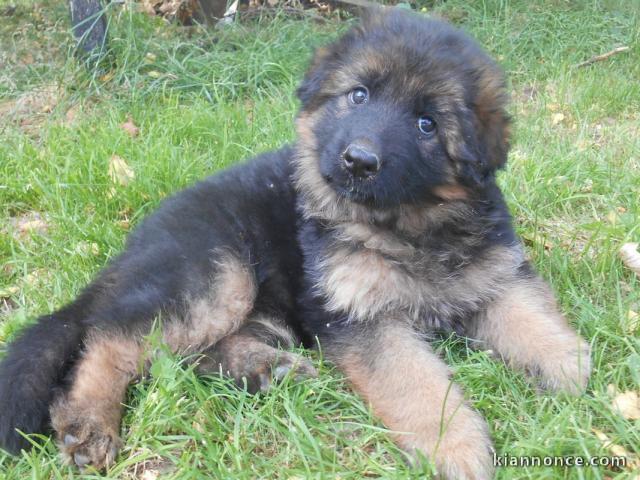 Magnifique chiot berger allemand à donner