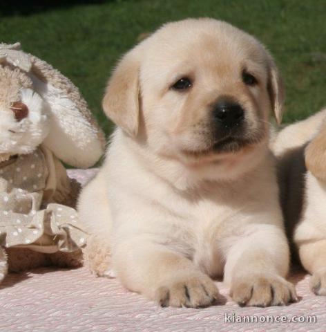 Donne chiot type Golden Retriever