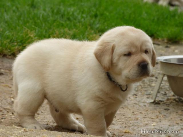 Donne chiot type Golden Retriever