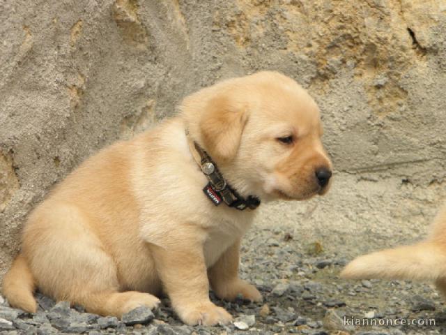 Donne chiot type Golden Retriever