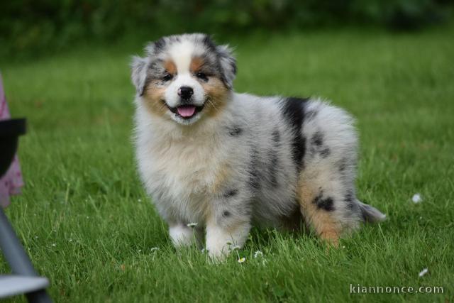 Chiot berger australien femelle/mâle