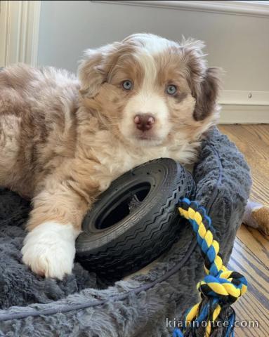 Berger Australien pour vendre / Australian Shepherd for sale