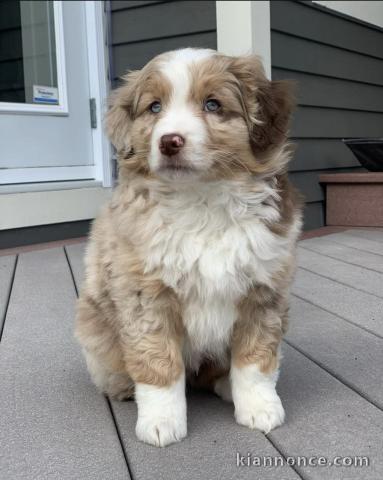 Berger Australien pour vendre / Australian Shepherd for sale