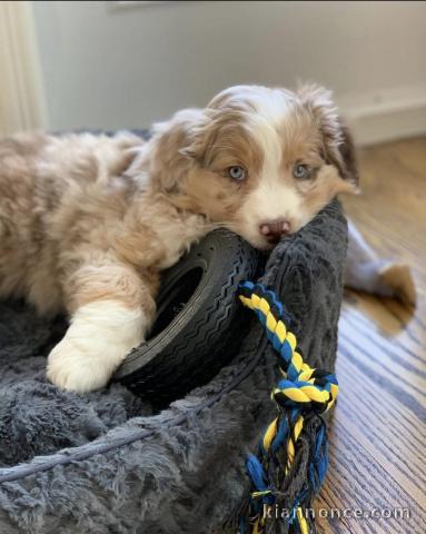 Berger Australien pour vendre / Australian Shepherd for sale