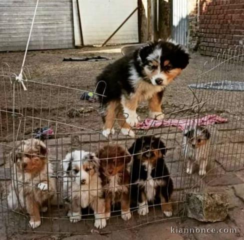 Magnifiques chiots à adopter