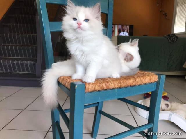 Bonjour je vous propose mon adorables chatons Ragdoll( Kitty)