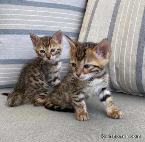 Chatons Bengal à donner en urgence