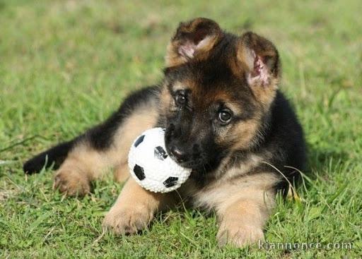 chiot berger allemand trois mois