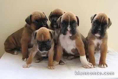 Chiots boxer lof pour bonne maman