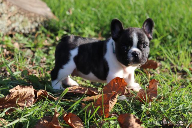 Donne  chiot type Bouledogue français