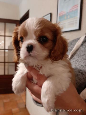 chiots cavalier king charles spaniel