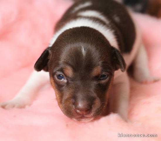 Magnifiques terriers brésilens LOF