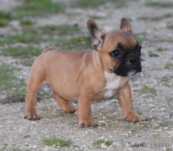 Chiots Bouledogue Français