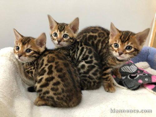 Magnifiques chatons Bengal