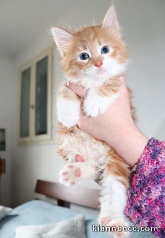 Magnifique chaton norvégien à donner