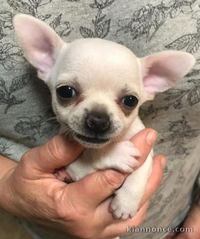 Chiots Chihuahua POUR COMPAGNIE 