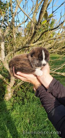 Chiots Type akita inu pour Noël