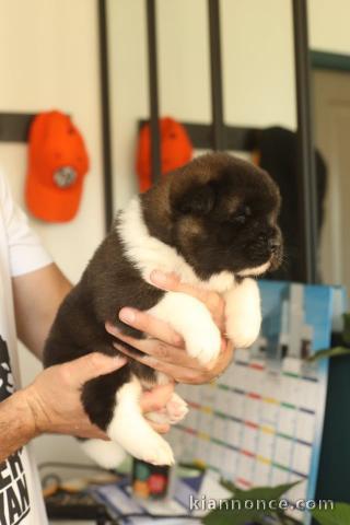 Chiots Type akita inu pour Noël