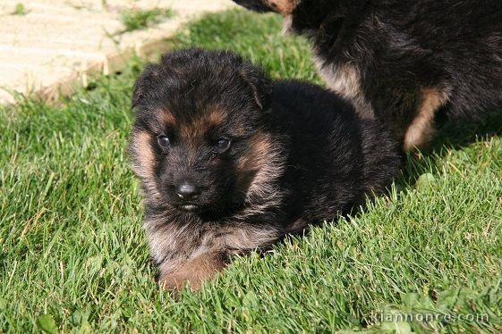 Chiots Type Berger allemand pour Noël